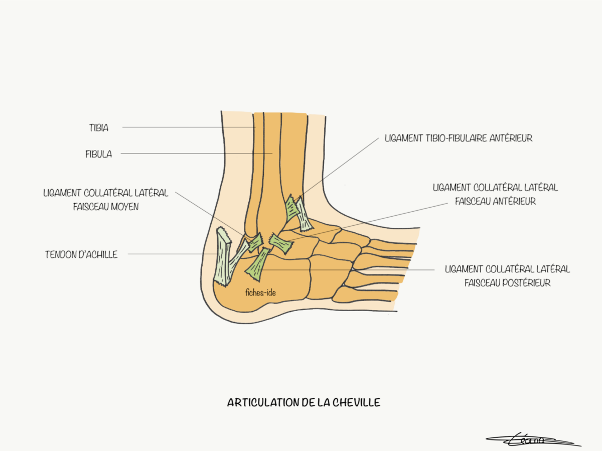 Articulation de la cheville ORTHOREPASS